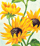 Fiori