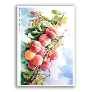 FOOD-0166. Carta di riso cucina per decoupage.