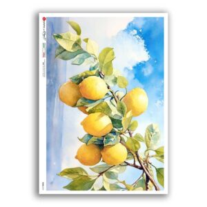 FOOD-0167. Carta di riso cucina per decoupage.